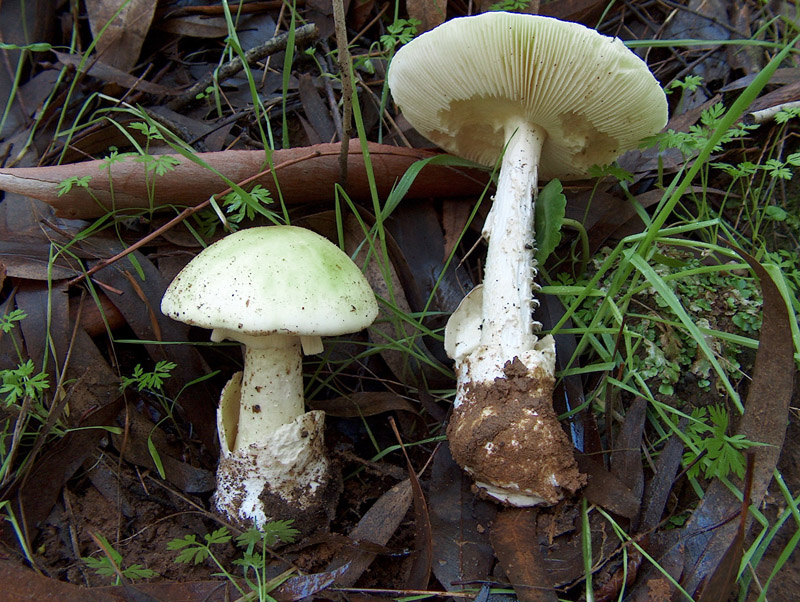 Amanita phalloides